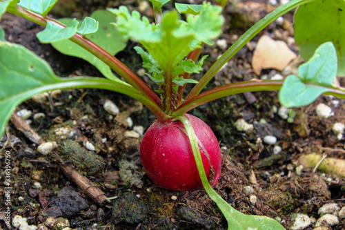 red radish in the garden