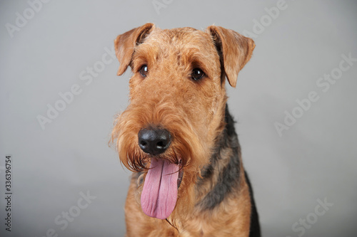 Cute Airedale Terrier portrait in front of grey background
