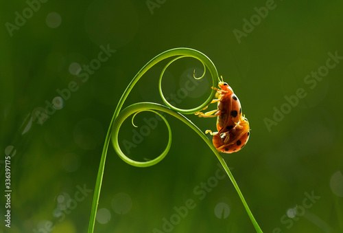 Fényképezés bug on a leaf edge