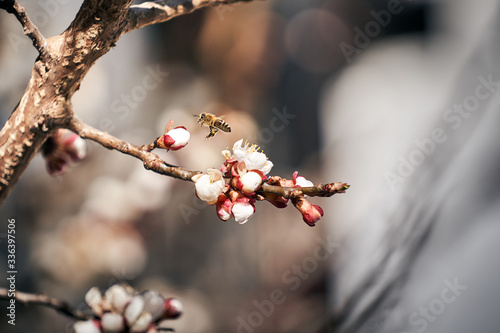 Biene fliegt zu einer Blüte