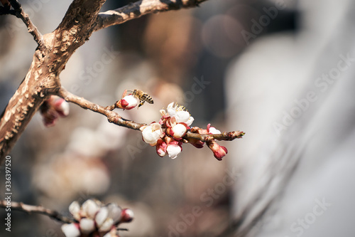 Biene fliegt zu einer Blüte