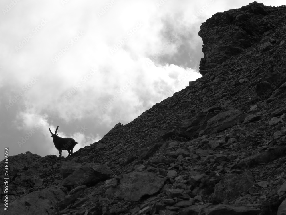 ibexes at rest in the Cottian Alps