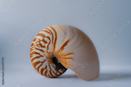 Bilde på lerret Nautilus Shell on edge