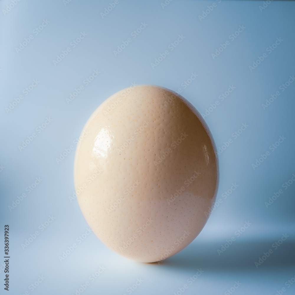 Fototapeta premium Ostrich egg with blue background.