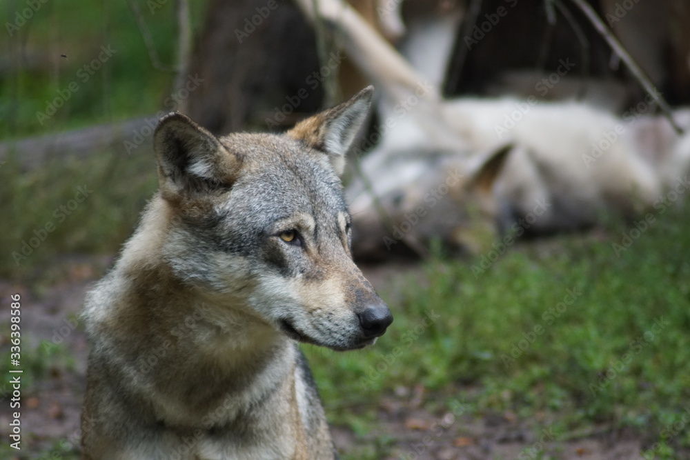 loup loup