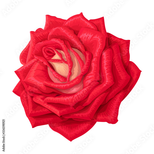 vector rose flower clip art on white isolated background