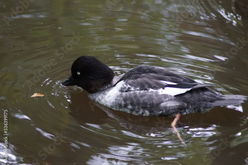 canard © schoefolt