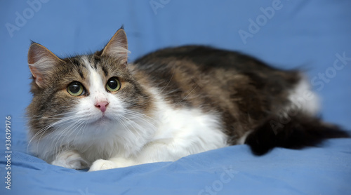 Obraz na płótnie beautiful young norwegian forest brown with white cat on a blue