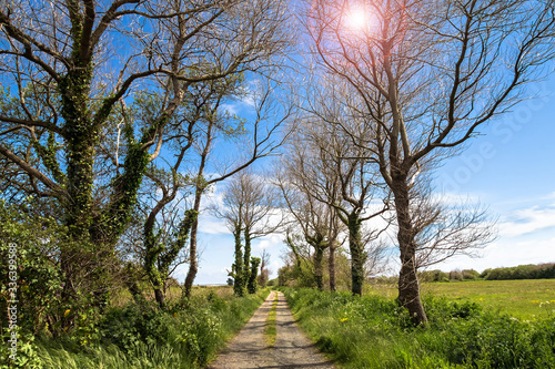 Tree Lined Gravel Road under Blue Sky