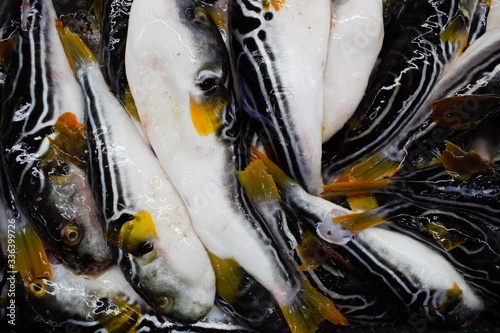 фотографія Fresh fugu (pufferfish) at Jagalchi Fish Market, Busan, Korea