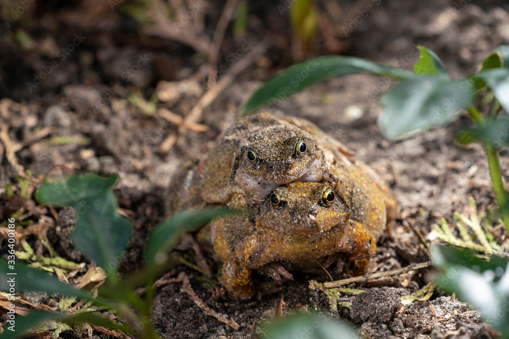 Fototapeta premium Couple of frogs making love in my garden