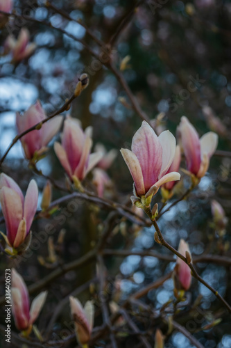 Zweige mit Magnolienbl  ten im Fr  hling