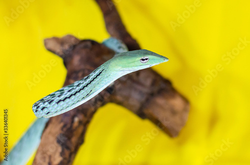 Ahaetulla prasina . The Jade Vine Snake on a twig. Exotic animals in the human environment. Snake on a yellow background. Leaf-shaped head with long pointed snout. Prehensile tail  photo