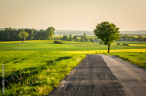 Fototapeta Naklejka Na Ścianę i Meble -  country road in the field