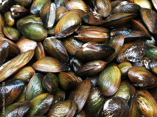 Fresh shellfish for pattern or background, Raw fresh clams background.