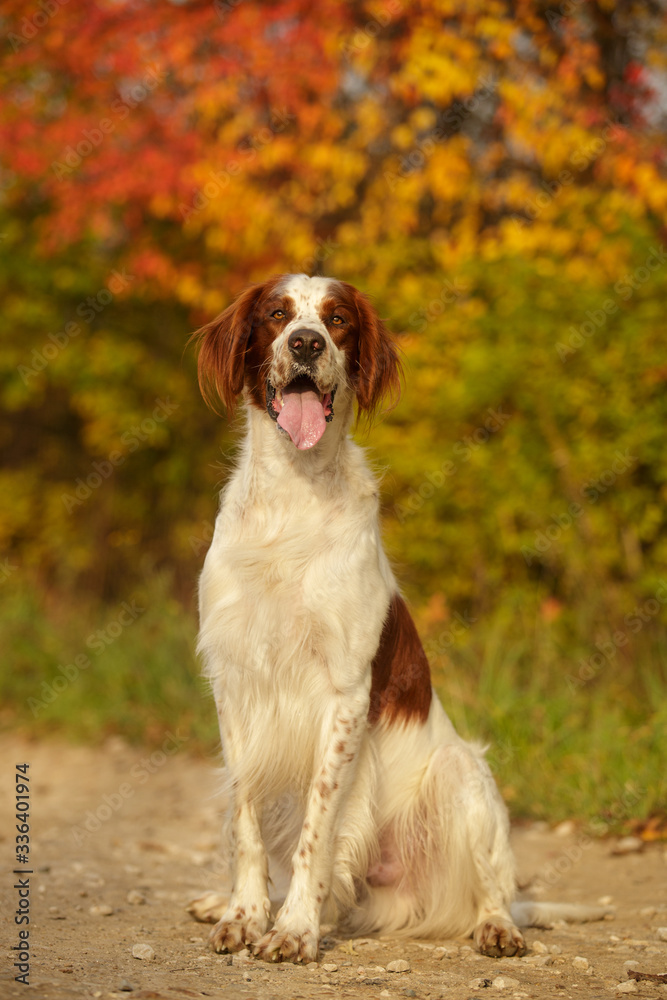 Irish red and white setter outdoor in autumn