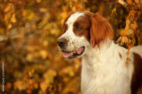 Konstfotografi Irish red and white setter outdoor in autumn
