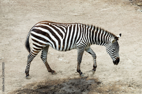 Beautiful zebra for a walk. Wild nature.