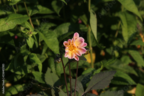 on a thin stem  pink flower with a light yellow middle  two flower buds next to it  a blurred green garden background