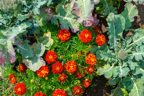 Fototapeta Naklejka Na Ścianę i Meble -  White cabbage and marigold flowers grow together in the garden. Top view