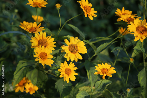 several yellow daisies close-up, sharpness on some flowers, blurred green garden background