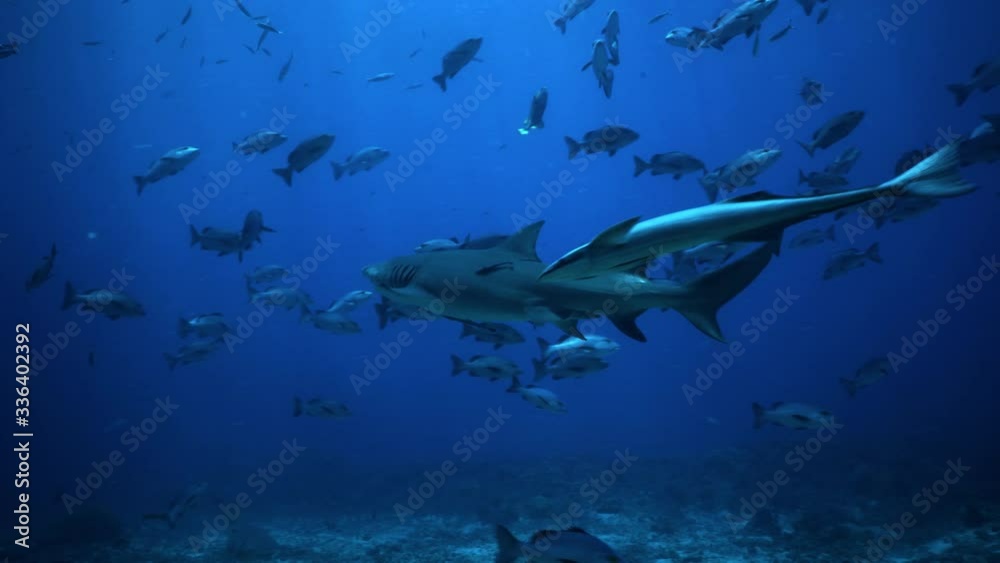 A beautiful Lemon Shark swimming across the ocean floor - underwater A beautiful Lemon Shark swimming across the ocean floor - underwater