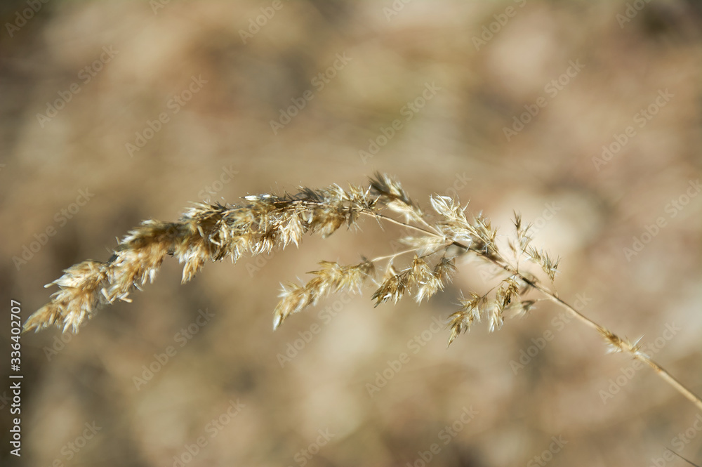 Dried grass in autumn with blurred grass behind Dried grass in autumn with blurred grass behind
