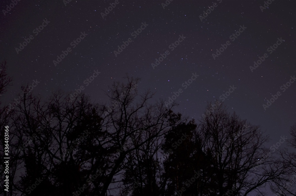black tree silhouettes in the night sky with stars black tree silhouettes in the night sky with stars