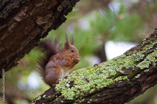 squirrel nibbles seeds, city Park