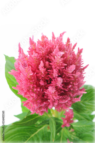 Celosia argentea photo