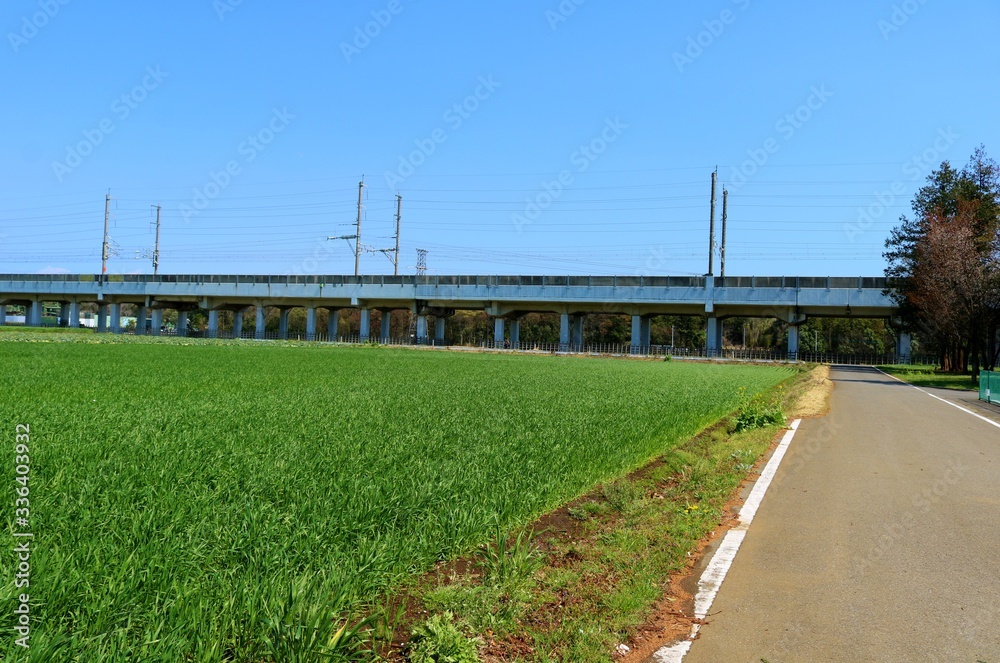 春　麦畑　高架橋　道　風景　杤木