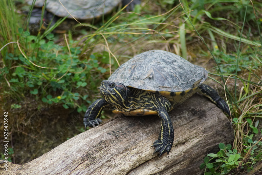 Fototapeta premium tortue