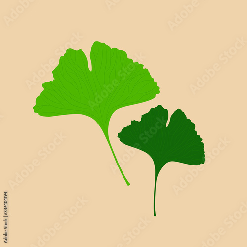 Ginkgo biloba leaves vector illustration
