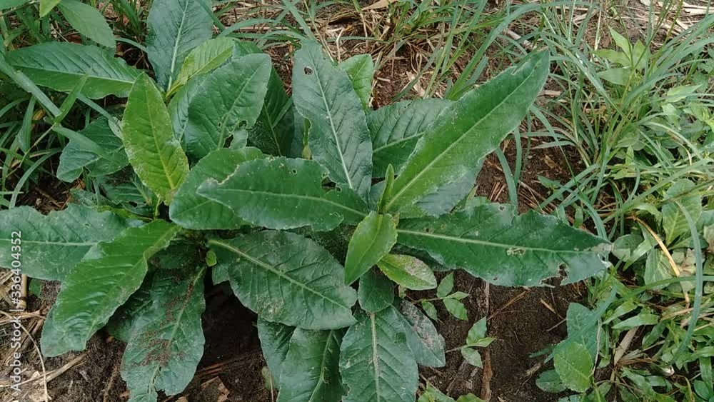 custom made wallpaper toronto digitalSonchus Arvensis (Perennial sow, field milk thistle, field sowthistle, perennial sow-thistle, corn sow thistle, dindle, gutweed, swine thistle, tree sow thistle). Beneficial for wounds, cancer, cough.