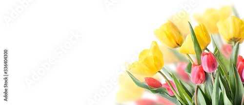 Closeup of tulip bouquet in garden isolated on white background. Creative spring flower bud frame. Easter, mother's day and seasonal holiday spring banner.
