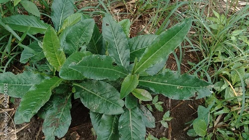 Wallpaper Mural Sonchus Arvensis (Perennial sow, field milk thistle, field sowthistle, perennial sow-thistle, corn sow thistle, dindle, gutweed, swine thistle, tree sow thistle). Beneficial for wounds, cancer, cough. Torontodigital.ca