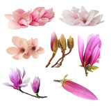 three magnolia flowers