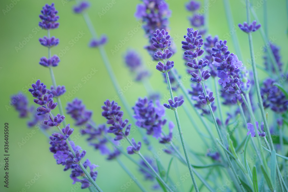 Naklejka premium kwiaty lawendy w ogrodzie
