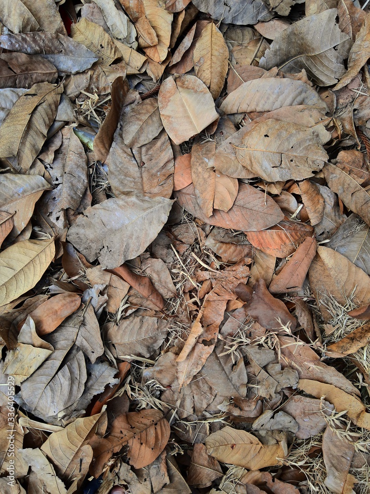 Dry leaves on the lawn