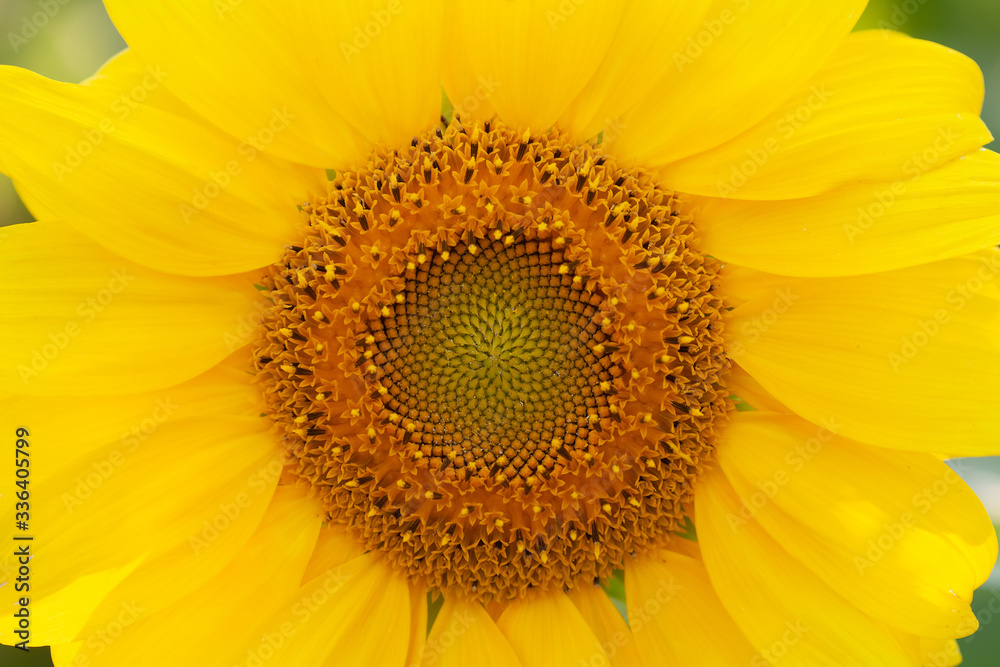 Obraz premium Macro view yellow petals sunflower background. Beautiful summer time wallpaper. Shallow depth of field.