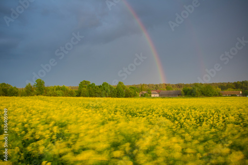 rainbow over rapeseed field