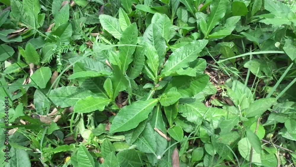 Sonchus Arvensis (Perennial sow, field milk thistle, field sowthistle, perennial sow-thistle, corn sow thistle, dindle, gutweed, swine thistle, tree sow thistle). Beneficial for wounds, cancer, cough. Sonchus Arvensis (Perennial sow, field milk thistle, field sowthistle, perennial sow-thistle, corn sow thistle, dindle, gutweed, swine thistle, tree sow thistle). Beneficial for wounds, cancer, cough.