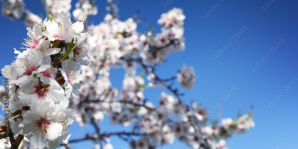 Almond blossom. Spring background. Spain. Altea Almond blossom. Spring background. Spain. Altea