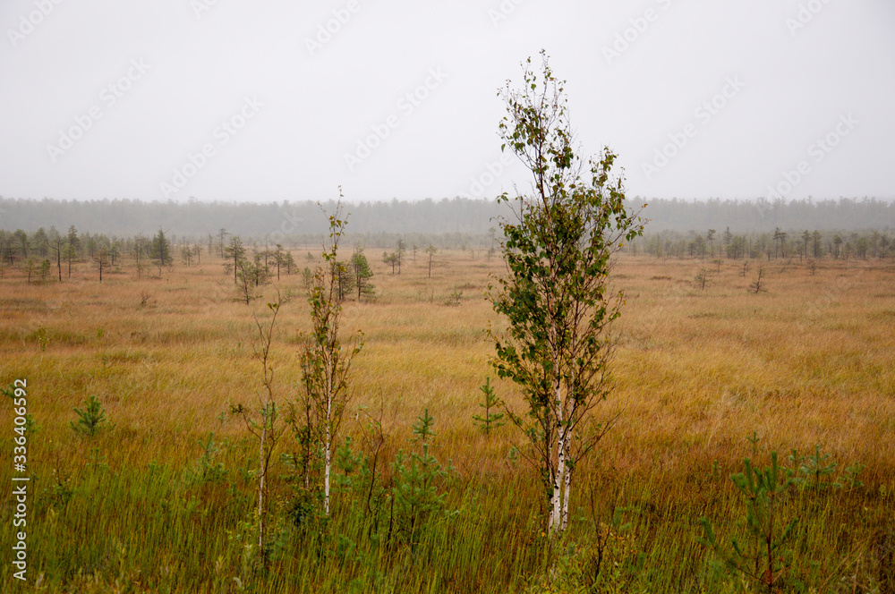 Small green trees of birch are growing in the meadow with blue sky above. Morning in the field with autumn fog and drops of water in the air. Dry grass. Beautiful mistery landscape Small green trees of birch are growing in the meadow with blue sky above. Morning in the field with autumn fog and drops of water in the air. Dry grass. Beautiful mistery landscape