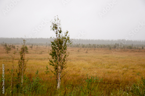 Small green trees of birch are growing in the meadow with blue sky above. Morning in the field with autumn fog and drops of water in the air. Dry grass. Beautiful mistery landscape