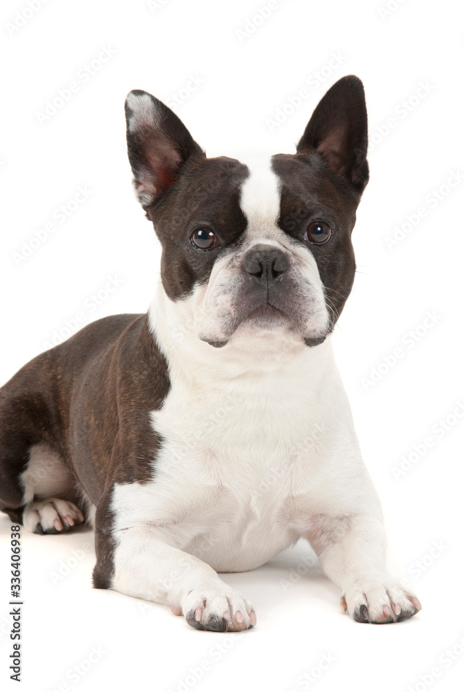 young puppy dog in portrait young puppy dog in portrait