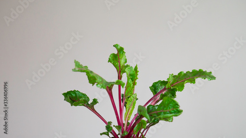 Green and red leaves of young beetroot on white background. Copy space aria for advertising. Negative space.  photo
