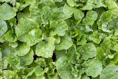 fresh green organic vegetable from top view