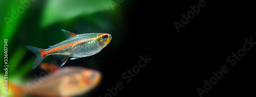 Canvas Print Aquarium fish Glowlight tetra or Hemigrammus erythrozonus on black background