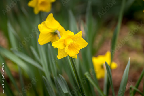 Fototapeta Naklejka Na Ścianę i Meble -  Daffodils in spring in Cornish woodland